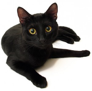 gatto-nero-sfortuna